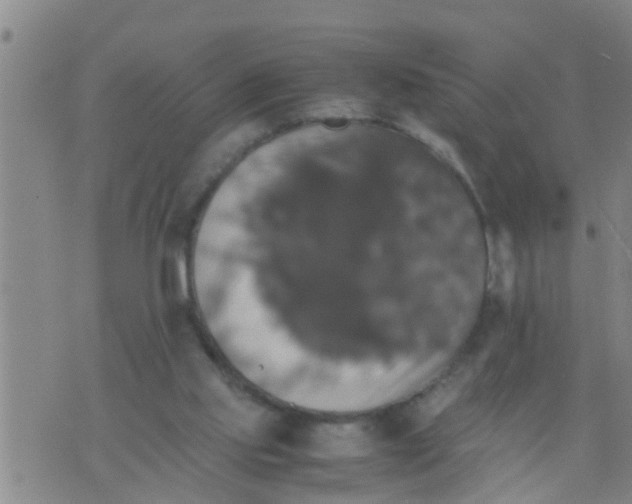 X0000070250061200606232018