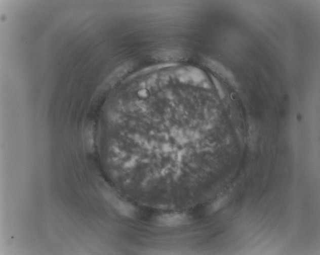 X0000070250065200606232018