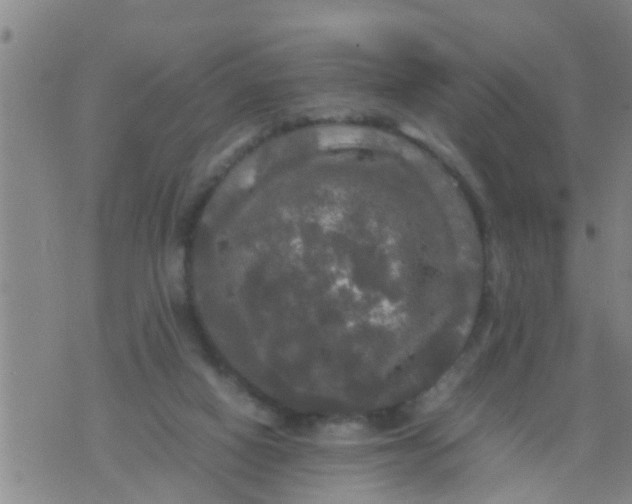 X0000070250066200606232018