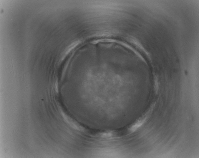 X0000070250068200606232018