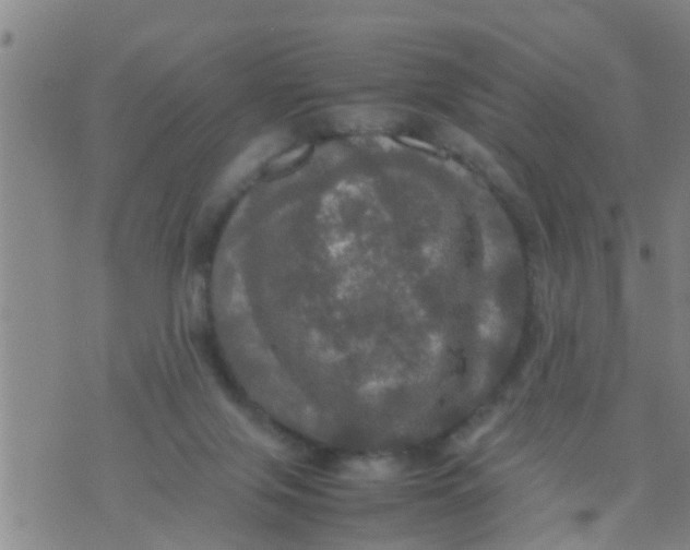 X0000070250071200606232018