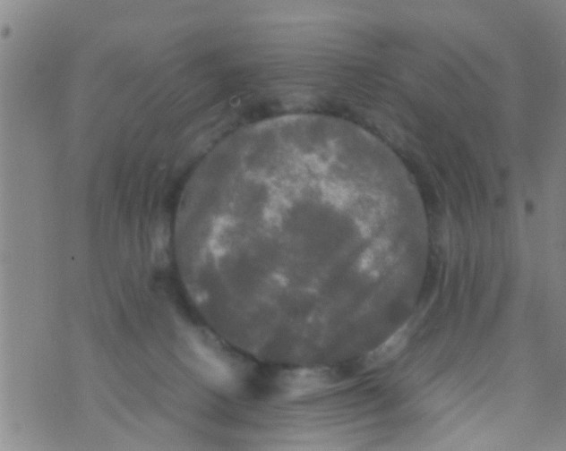 X0000070250082200606232018