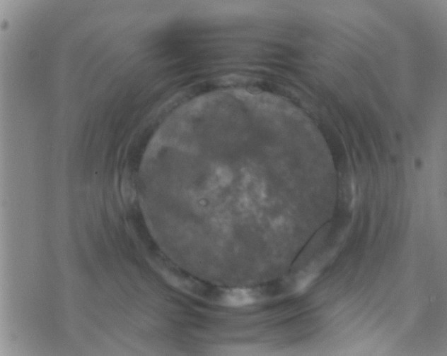 X0000070250091200606232018