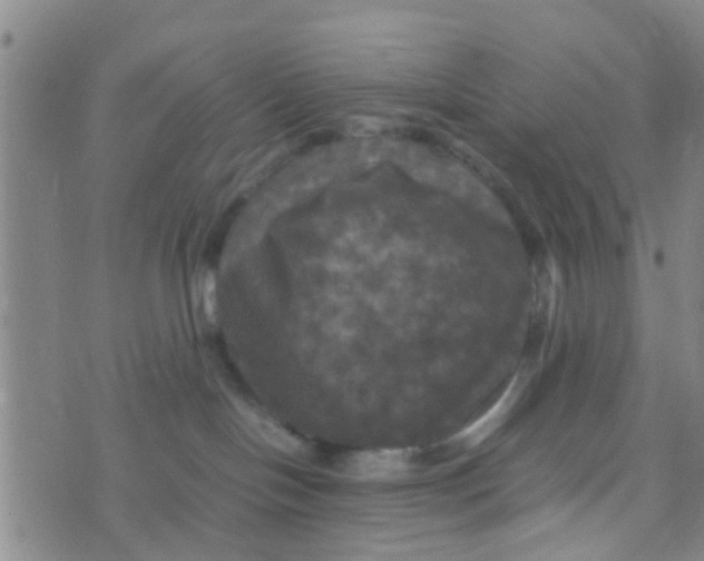 X0000070250094200606232018