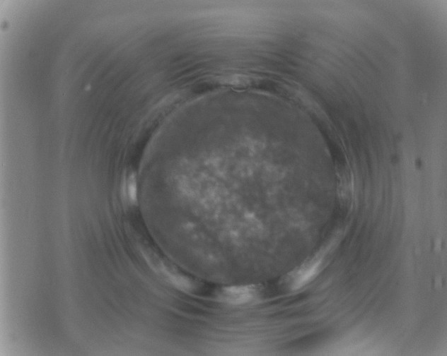 X0000070250095200606232018