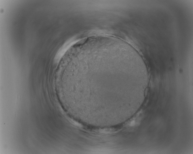 X0000070250103200606232018