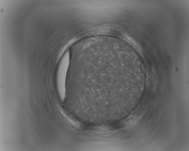 X0000070250107200606232018