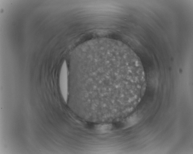 X0000070250135200606232017