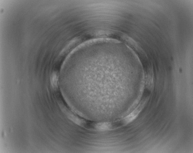 X0000070250142200606232017