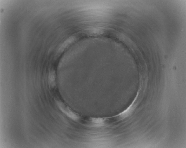 X0000070250144200606232017