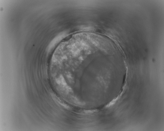 X0000070250149200606232016