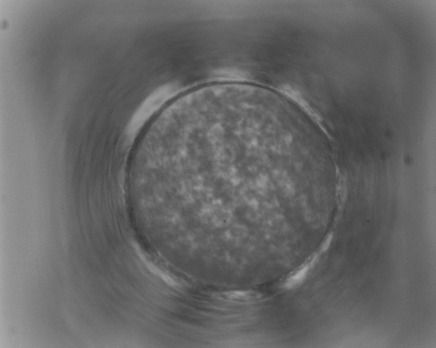 X0000070250151200606232016