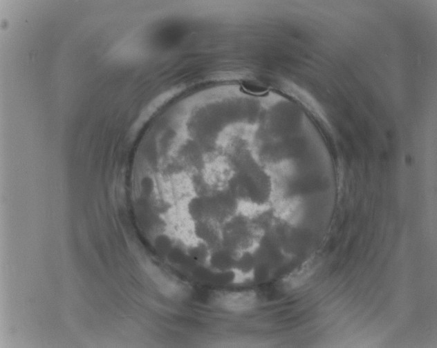 X0000070250155200606232016