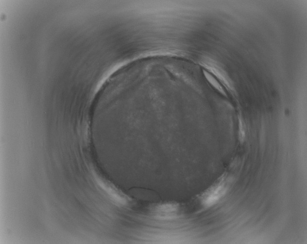 X0000070250156200606232016