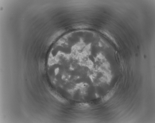 X0000070250159200606232016