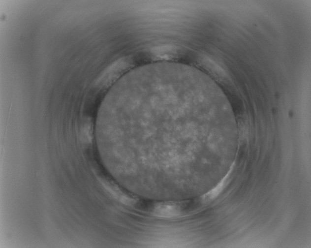 X0000070250174200606232017