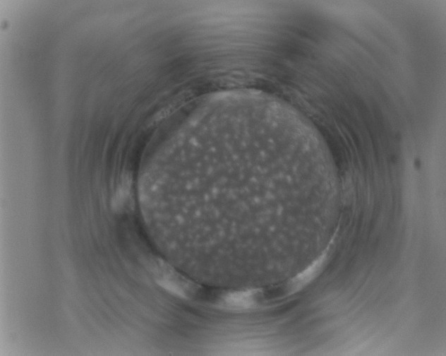 X0000070250178200606232017