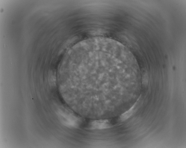 X0000070250179200606232017