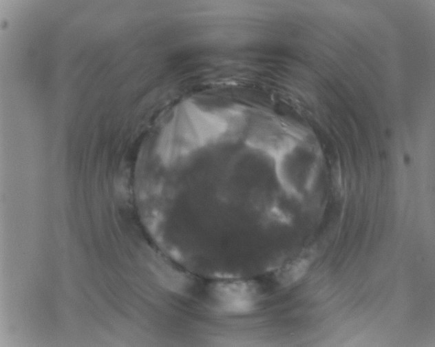 X0000070250181200606232017