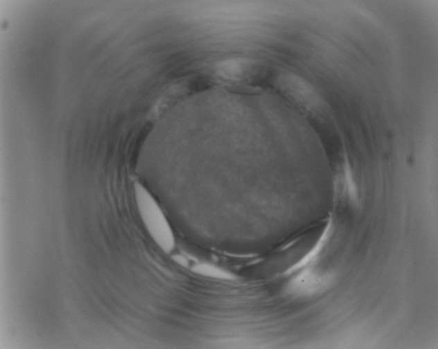 X0000070250186200606232017