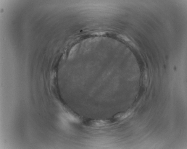 X0000070250229200606232016