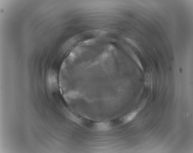 X0000070250238200606232015