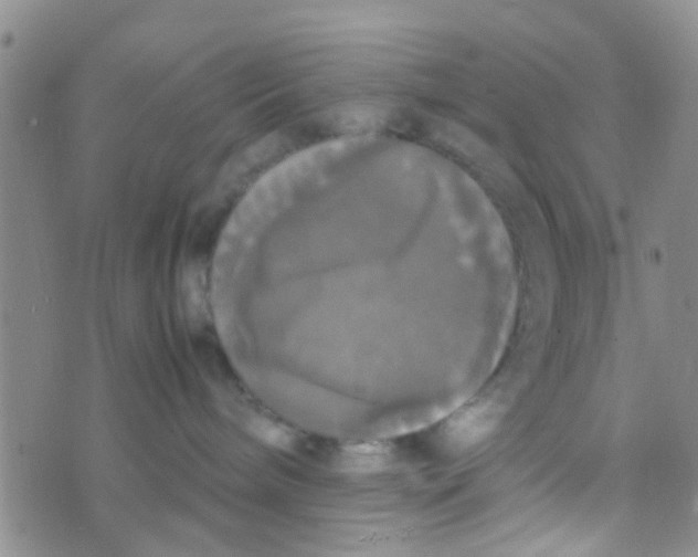 X0000070250240200606232015