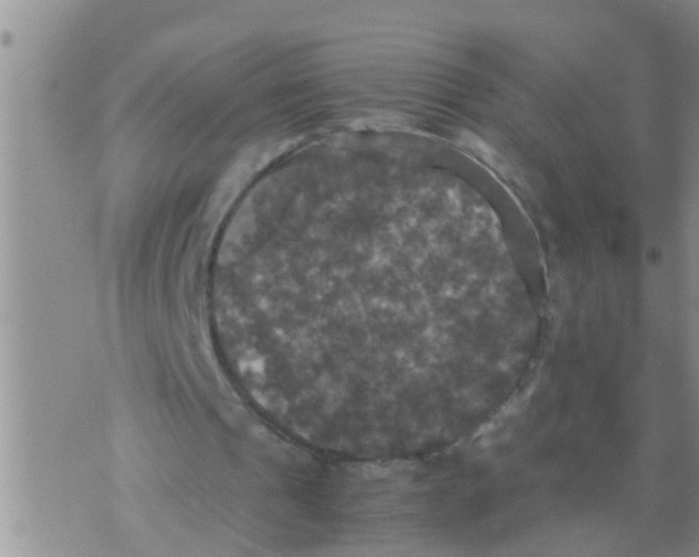 X0000070250241200606232015