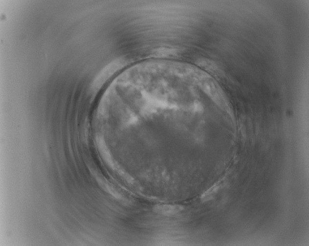 X0000070250242200606232015