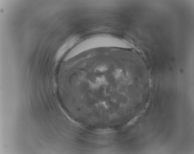 X0000070250245200606232015