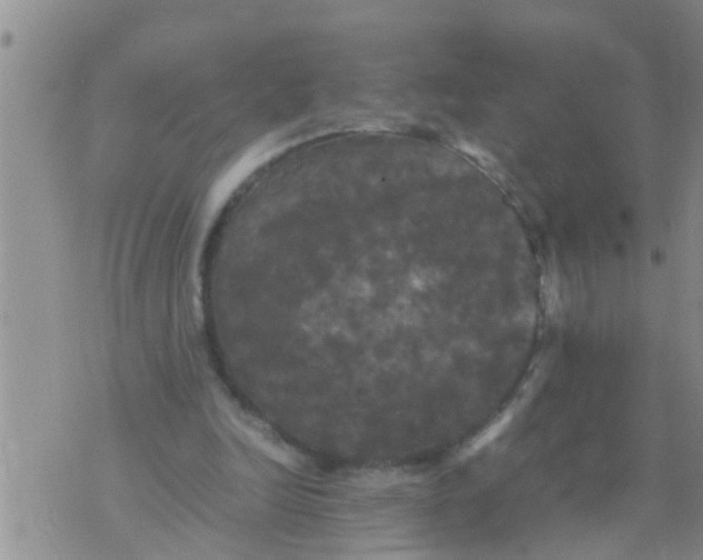 X0000070250246200606232015