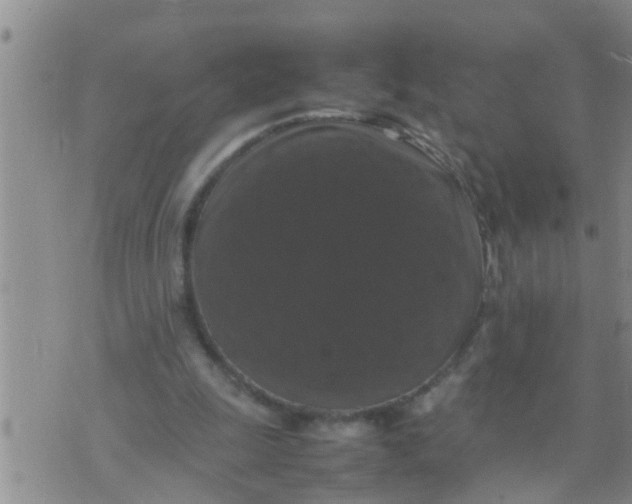 X0000070250247200606232015