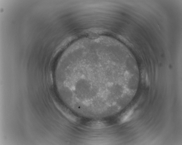 X0000070250254200606232015