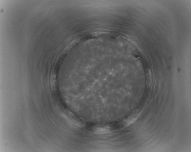 X0000070250263200606232015