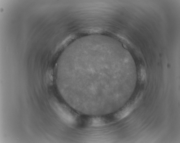 X0000070250264200606232015