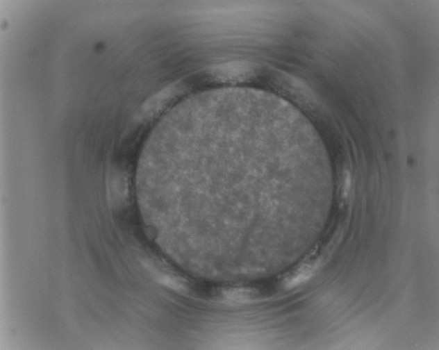 X0000070250268200606232015