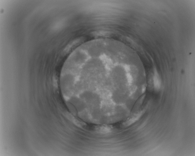 X0000070250282200606232015