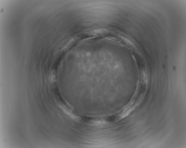 X0000070250284200606232015