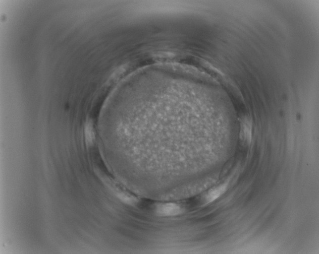 X0000070250287200606232015