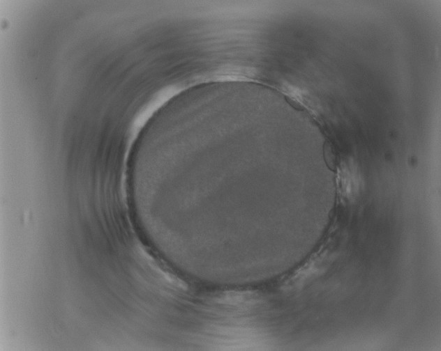 X0000070250292200606232015