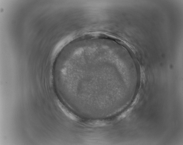 X0000070250293200606232015