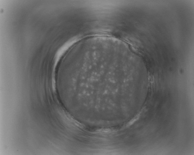 X0000070250294200606232015