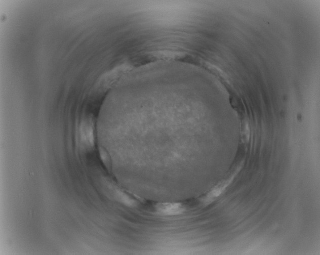 X0000070250334200606232014