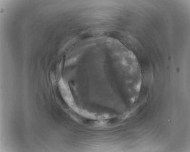 X0000070250335200606232014