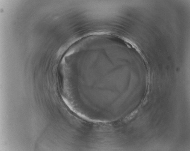 X0000070250337200606232013