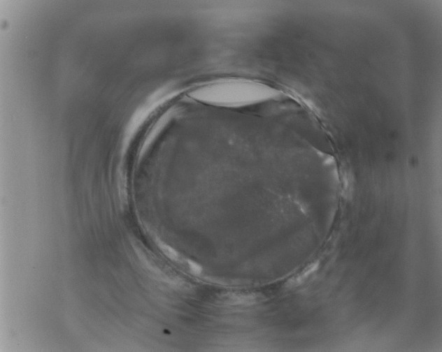 X0000070250343200606232013