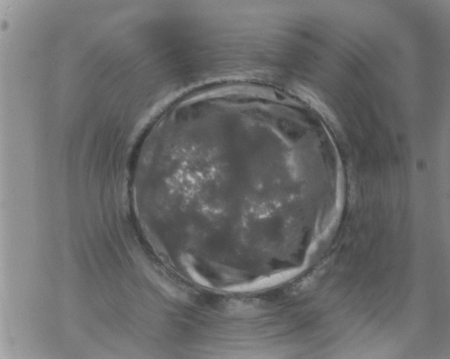 X0000070250346200606232013