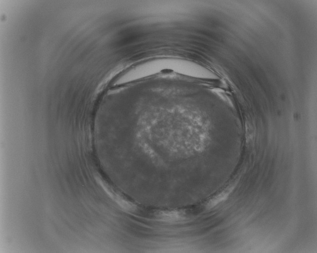 X0000070250349200606232013