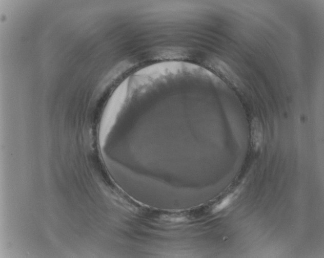 X0000070250351200606232013