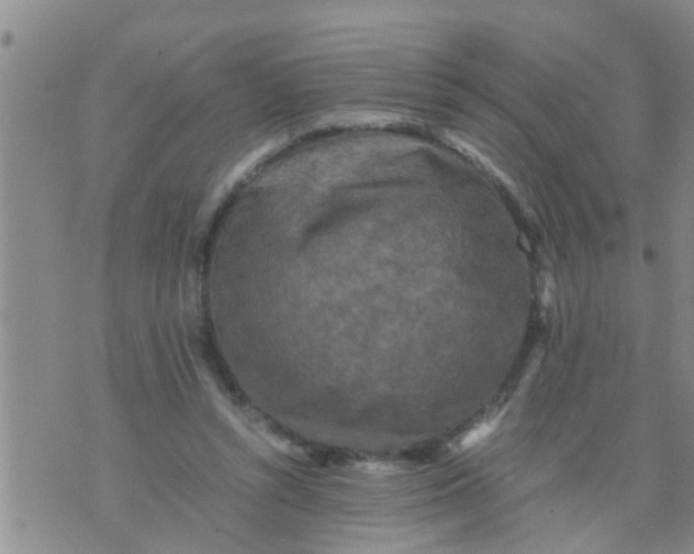 X0000070250352200606232013